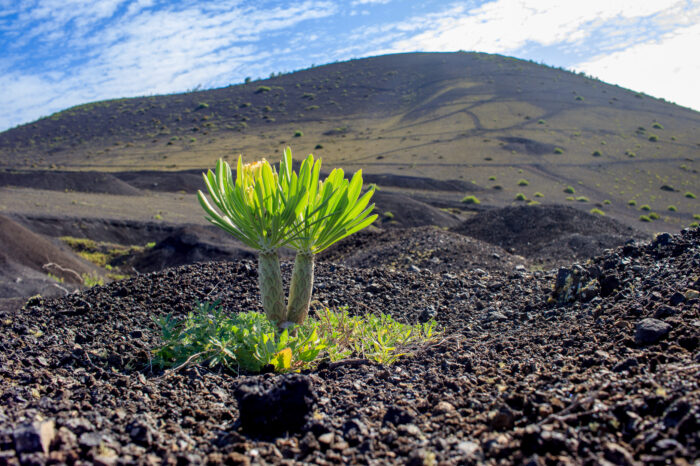 VIAGGI FOTOGRAFICI – LANZAROTE Visioni Vulcaniche 03 DIC ’24